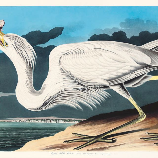 John James Audubon — Большая белая цапля... Вид на Ки-Уэст - Ardea herodis (фото CCLXXXI)