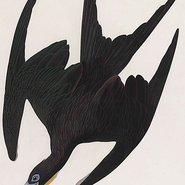 John James Audubon — Фрегат-пеликан (тарелка CCLXI) Tachypetes Aquilus