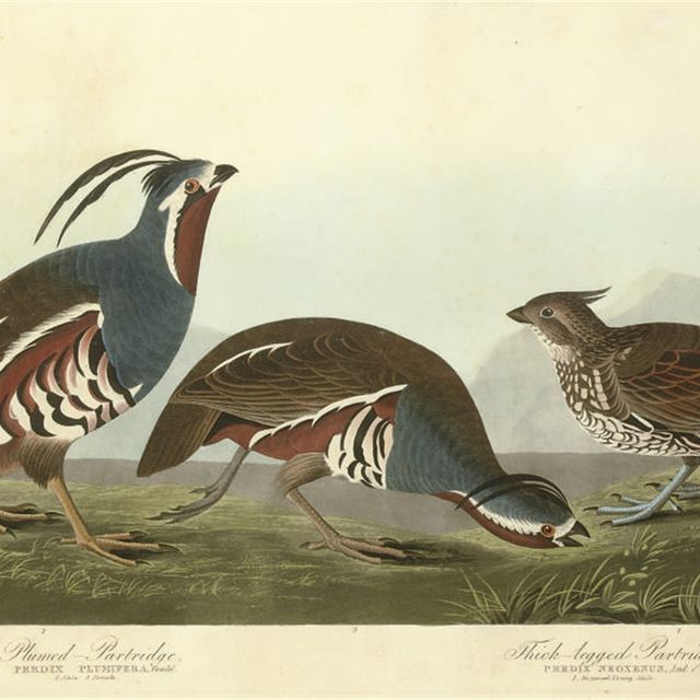 John James Audubon — Пернатая куропатка и толстоногая куропатка (пластинка CCCCXXIII) Perdix plumifera и Perdix neoxenus