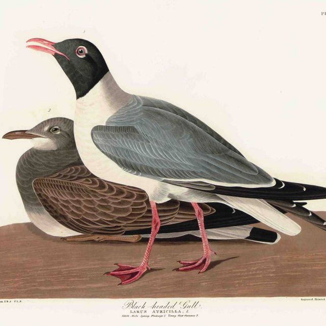 John James Audubon — Черноголовая чайка (фото CCCXIV) Larus atricillia