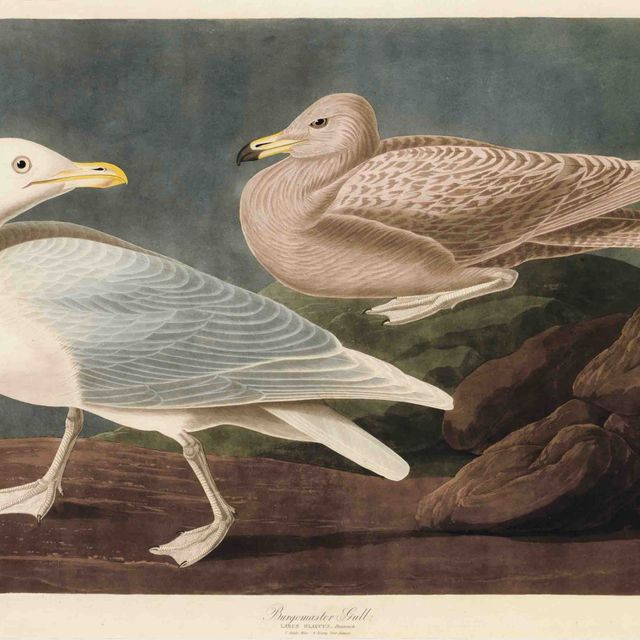 John James Audubon — Чайка-бургомистр (фото CCCXCVI) Larus glaucus