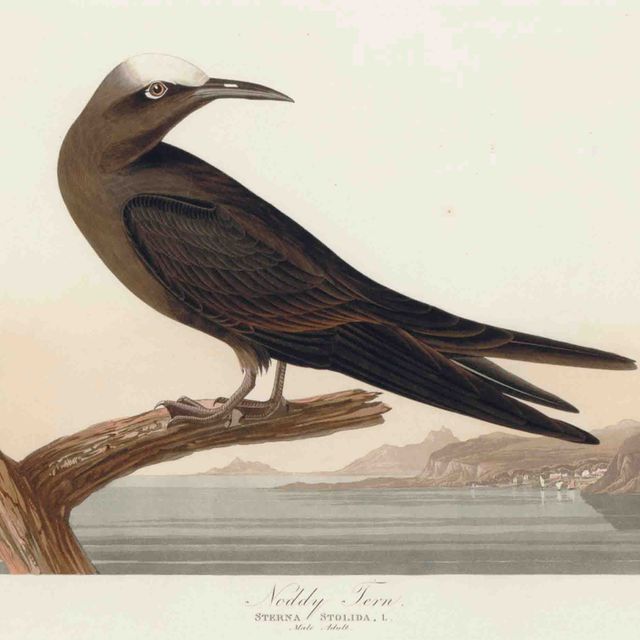 John James Audubon — Белая крачка (фото CCLXXV) Sterna solida