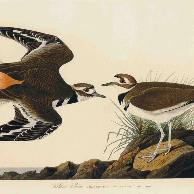 John James Audubon — Ржанка-кильдир (пластинка CCXXV) Charadrius vociferus Вариант 1