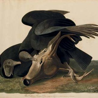 John James Audubon — Черный гриф (Plate CVI) Cathartes atratus