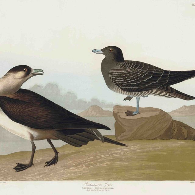 John James Audubon — Ягуар Ричардсона (пластинка CCLXXII) Lestris richardsonii