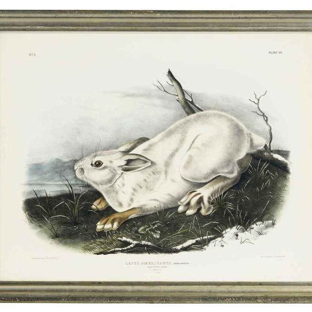 John James Audubon — Северный заяц: одна тарелка