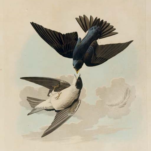 John James Audubon — Зелено-голубая или белобрюхая ласточка (фото 100) Hirundo bicolor