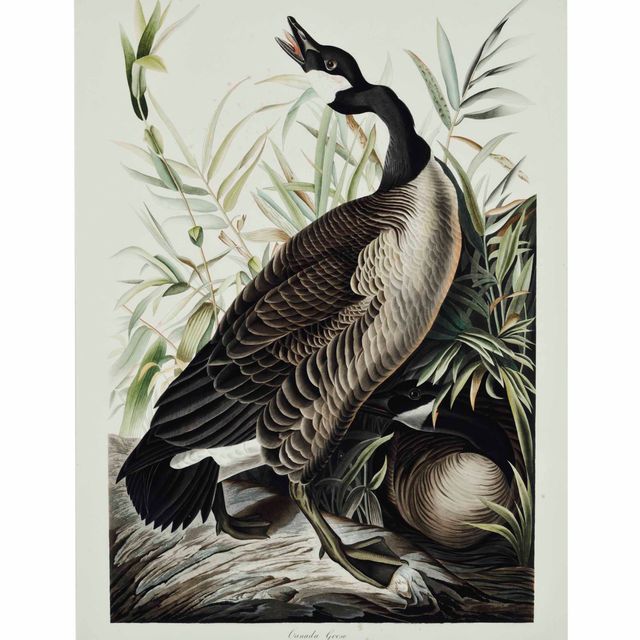 John James Audubon — Канадский гусь (Plate CCI) Branta canadensis