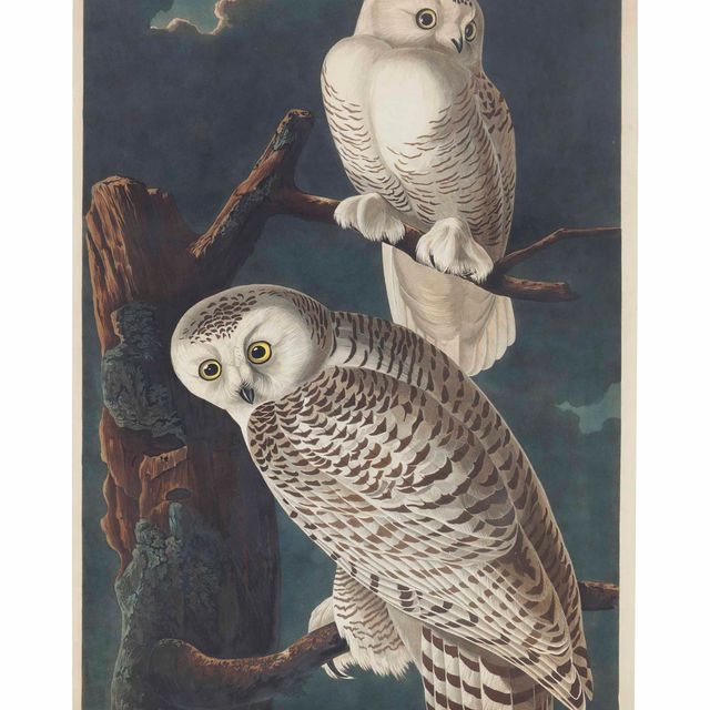 John James Audubon — Снежная сова (пластинка CXXI) Strix nyctea