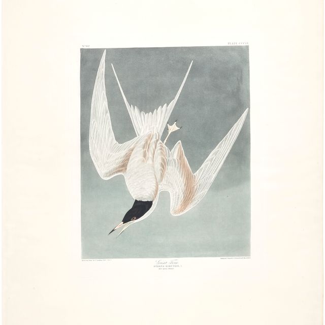 John James Audubon — Большая крачка (пластинка CCCIX)