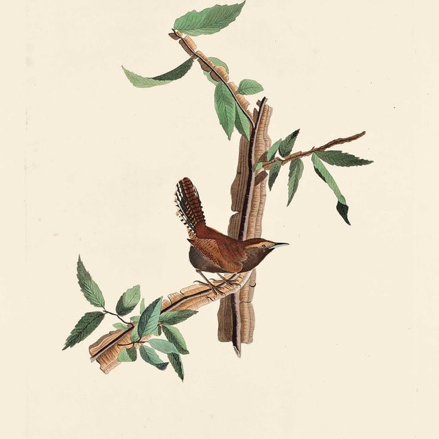 John James Audubon — Длиннохвостый крапивник Бьюика, Troglodytes Bewickii (фото 18)