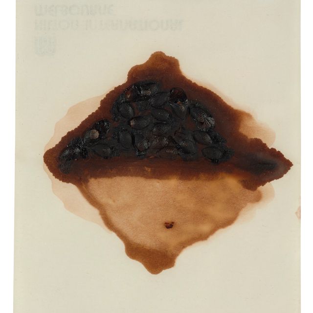 Joseph Beuys — Австралийские семена (Australian Seeds)