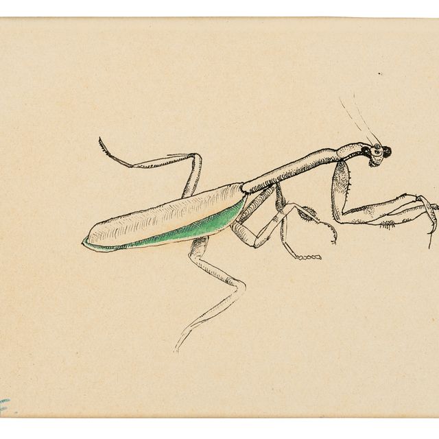 Lucian Freud — Богомол