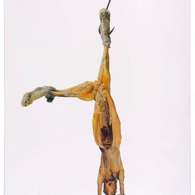 Michelangelo — Конильо
