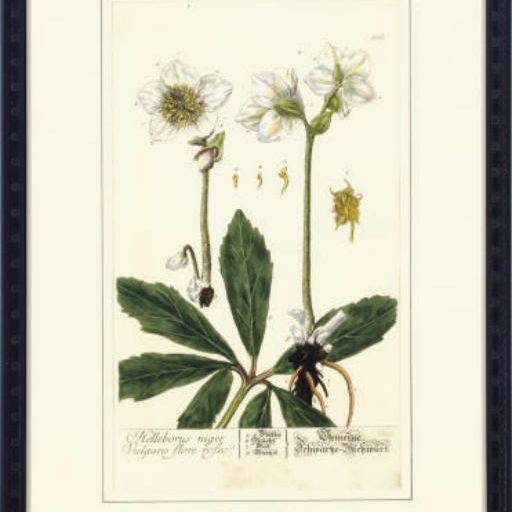 Mr. — Гербарий Blackwellianum Emendatum et Auctum: Шесть листов