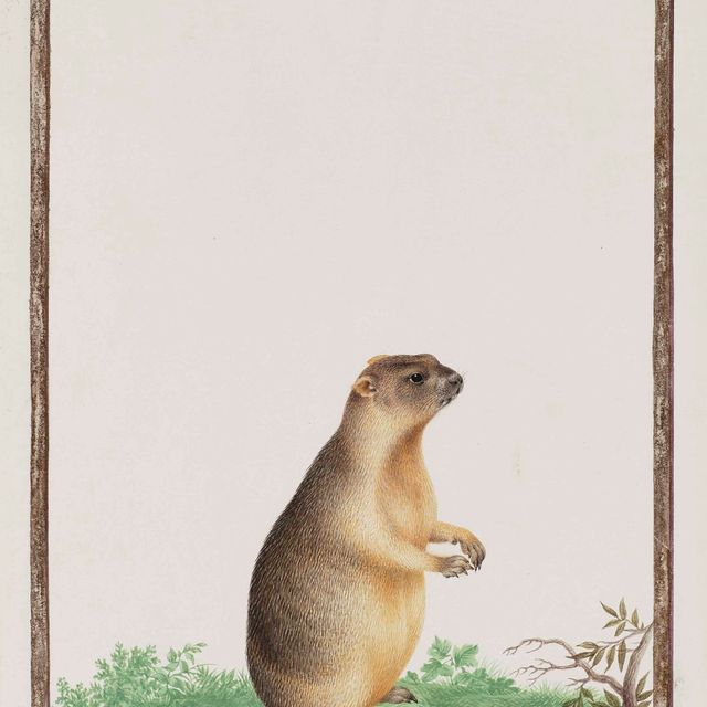 Nicolas Robert — Мармотт (Marmota)