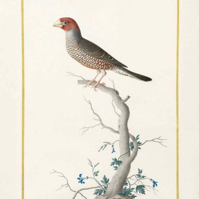 Nicolas Robert — Красноголовый вьюрок ( Amadina erythrocephala )