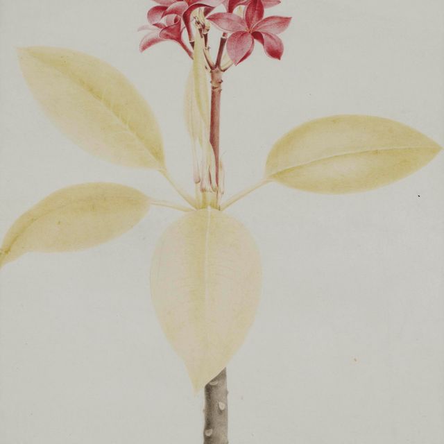 Nicolas Robert — ФЛЕР ФРАНЖИПАНЬЕ