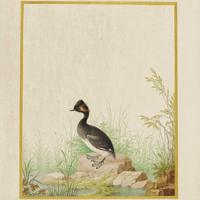 Nicolas Robert — Черная капуста (Podiceps nigricollis)