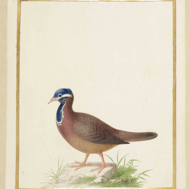Nicolas Robert — Голубая черепаха (Starnoenas cyanocephala)