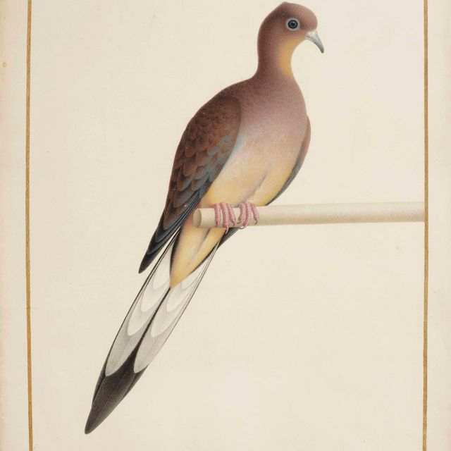 Nicolas Robert — Туристка-путешественница (Ectopistes migratorius)