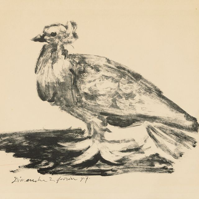 Pablo Picasso — Большой голубь