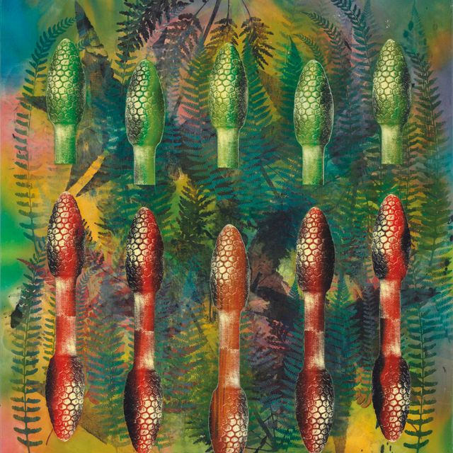Philip Taaffe — Сфенопсида
