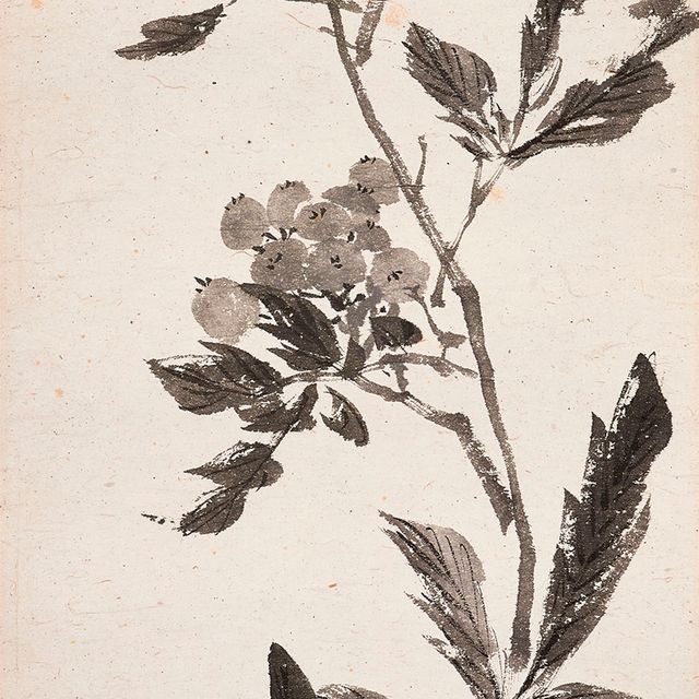 Pu Ru — Мушмула