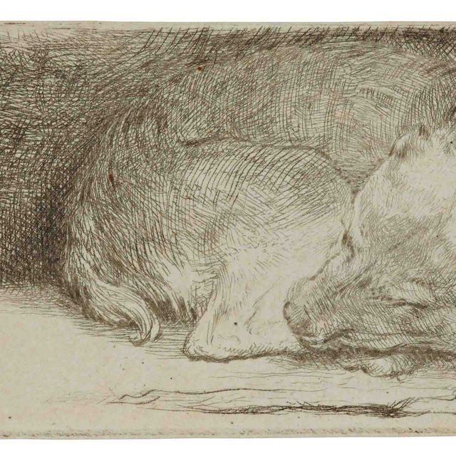 Rembrandt van Rijn — Спящий щенок (В., Зал. 158; Н. 174)