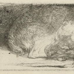 Rembrandt van Rijn — Спящий щенок (В., Зал. 158; Н. 174)