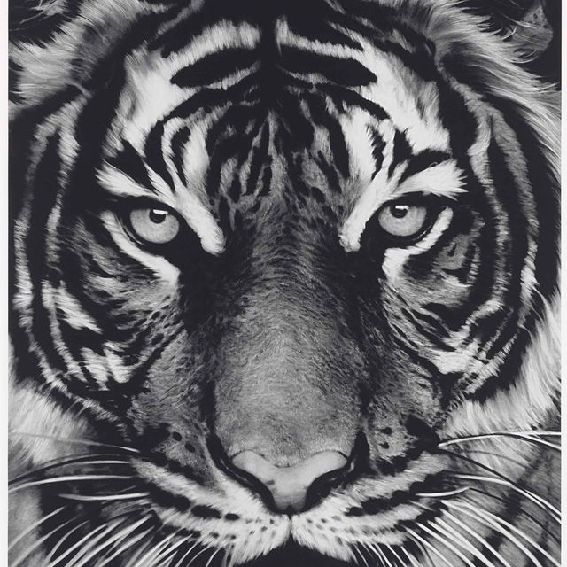 Robert Longo — Без названия (Голова тигра 3)