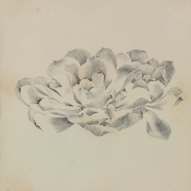 Ruth Asawa — Без названия (Цветы III)