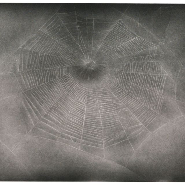 Vija Celmins — Без названия (Web 3)